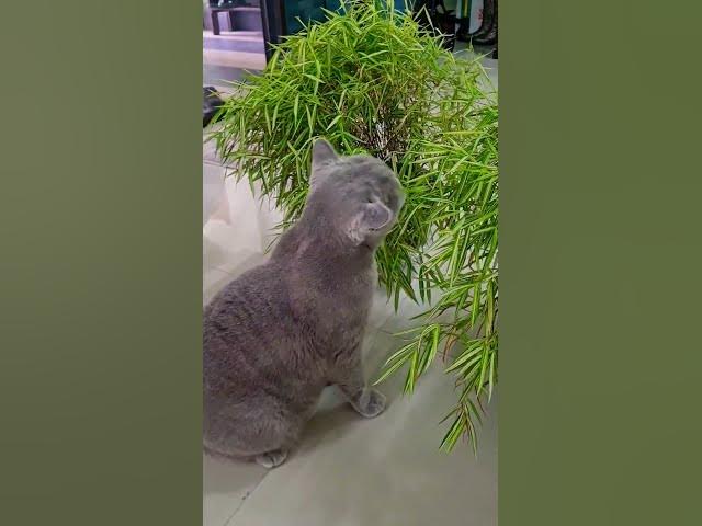 Cats Jungle in my Lounge  #britishshorthaircats