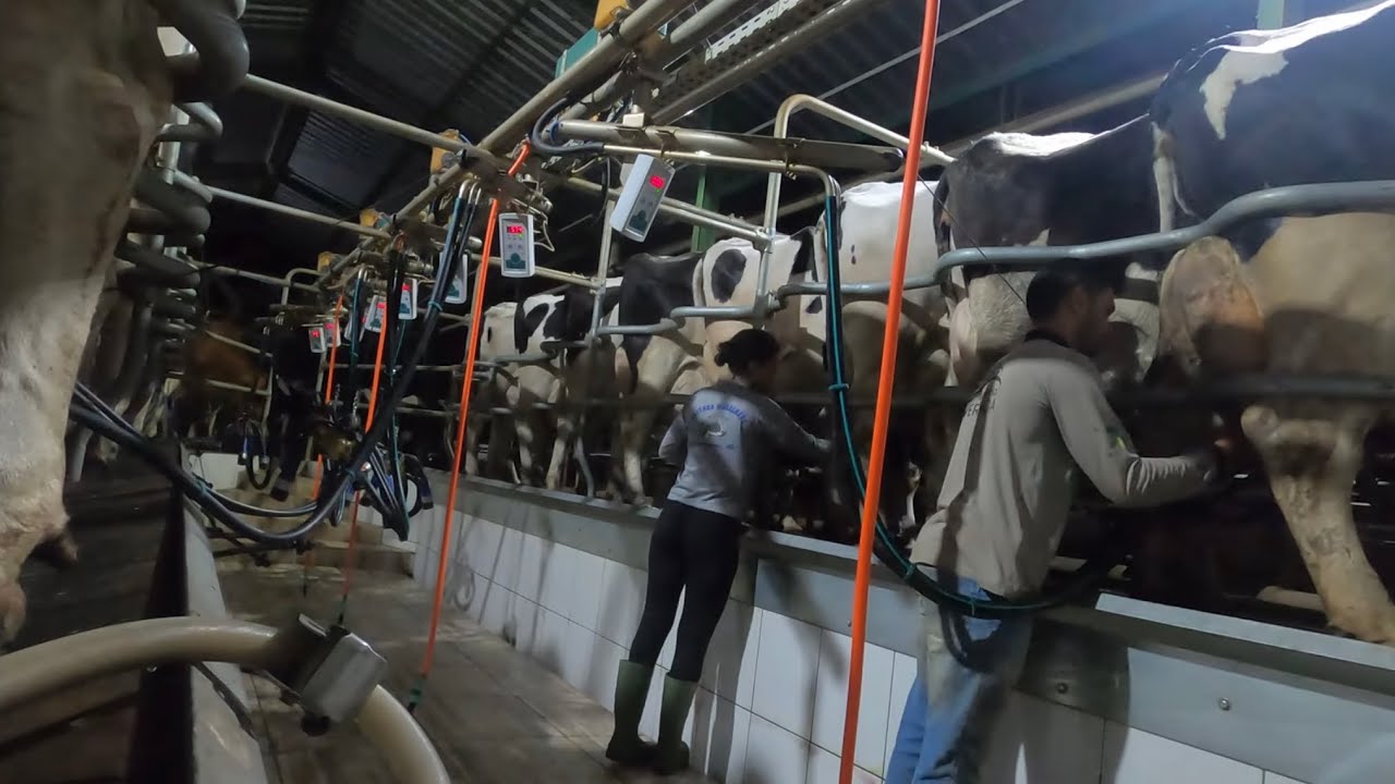 TERCEIRA ORDENHA COM A FERNANDA!