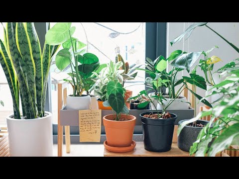 Video: Brugmansia Care - Kako uzgajati biljke Brugmansia u loncima