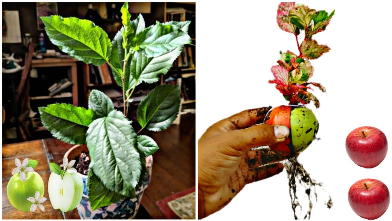 best simple method grow Apple tree from apple fruit YouTube