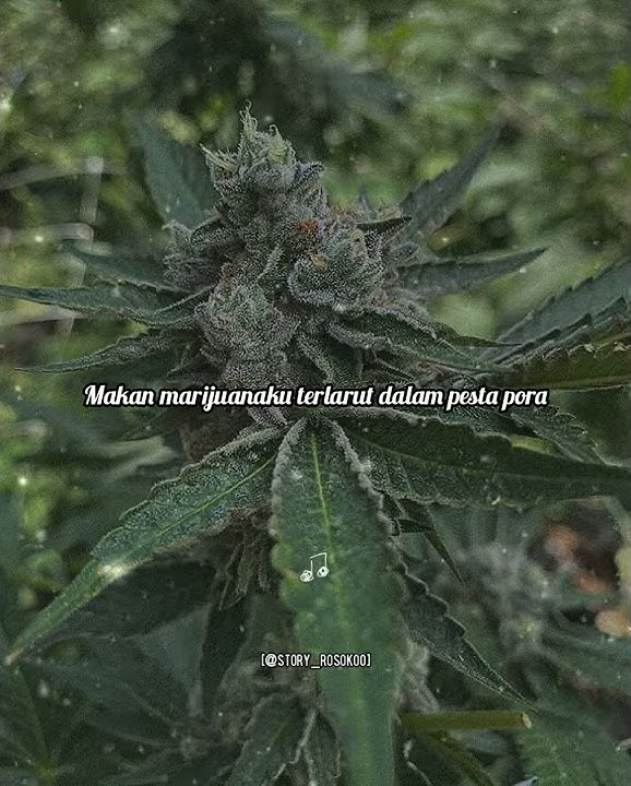 Story wa (MARIJUANA)
