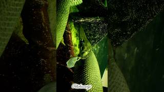 ALLIGATOR GAR MONSTER FISH KEEPING IN AQUARIUM #alligatorgar #monsterfish #predatorfish #shorts