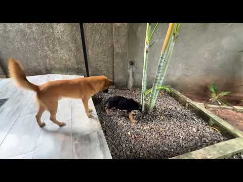Dog Overeating side effects#pets #dog #germanshepherd