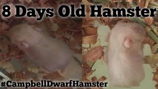 8 Days Old CAMPBELL DWARF HAMSTER #CDH #BabyHamster by Yolli bee 140 views 2 years ago 4 minutes, 21 seconds