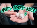 ASF & Rodent info