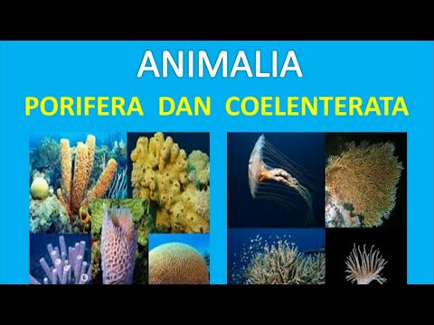 Video: Perbedaan Antara Porifera Dan Coelenterata