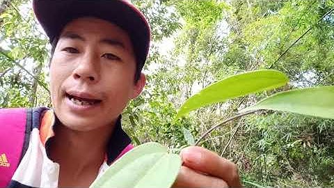 Chia sẽ một chút hiểu biết nhỏ về thổ phục linh và cách nhận biết - hiếu channel