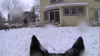 Frisbee Dog POV Cam in Super Slow Motion GoPro Hero3
