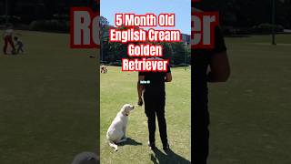 World Class Dog Training #goldenretreiver
