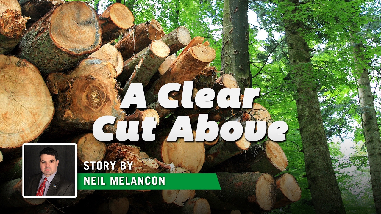 A Clear Cut For The Future