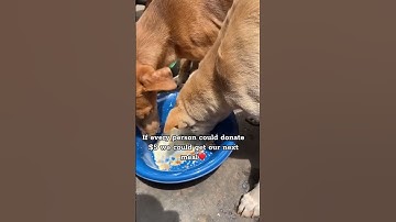 PayPal link in our bio to donate. Every bit counts❤️