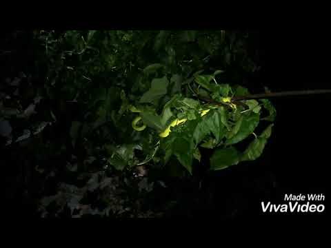 camera iphone 8 plus apk White Lipped Pit Viper (Night Encounter)