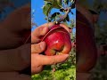ما اجمل يا تفاح احمر كل يوم فيديوهات جديد Shorts Youtube Trending 