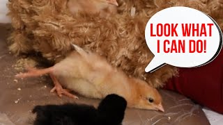 10 adorable things your baby chicks do (if you just pay attention)