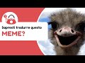 Sapresti tradurre questo MEME giapponese? Spero di no