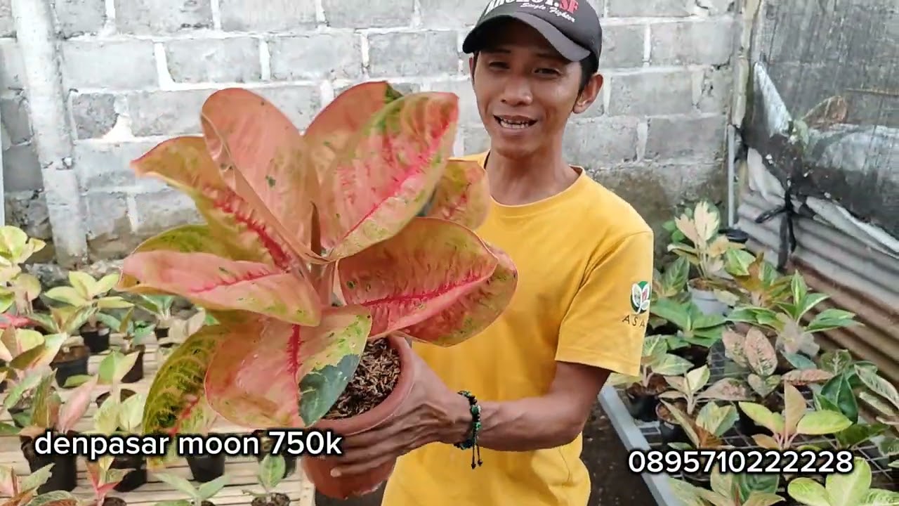 Awal tahun 2026.!!!!! Spesial induk ekonomis!! Spesial harga 50rb an!!!!! 