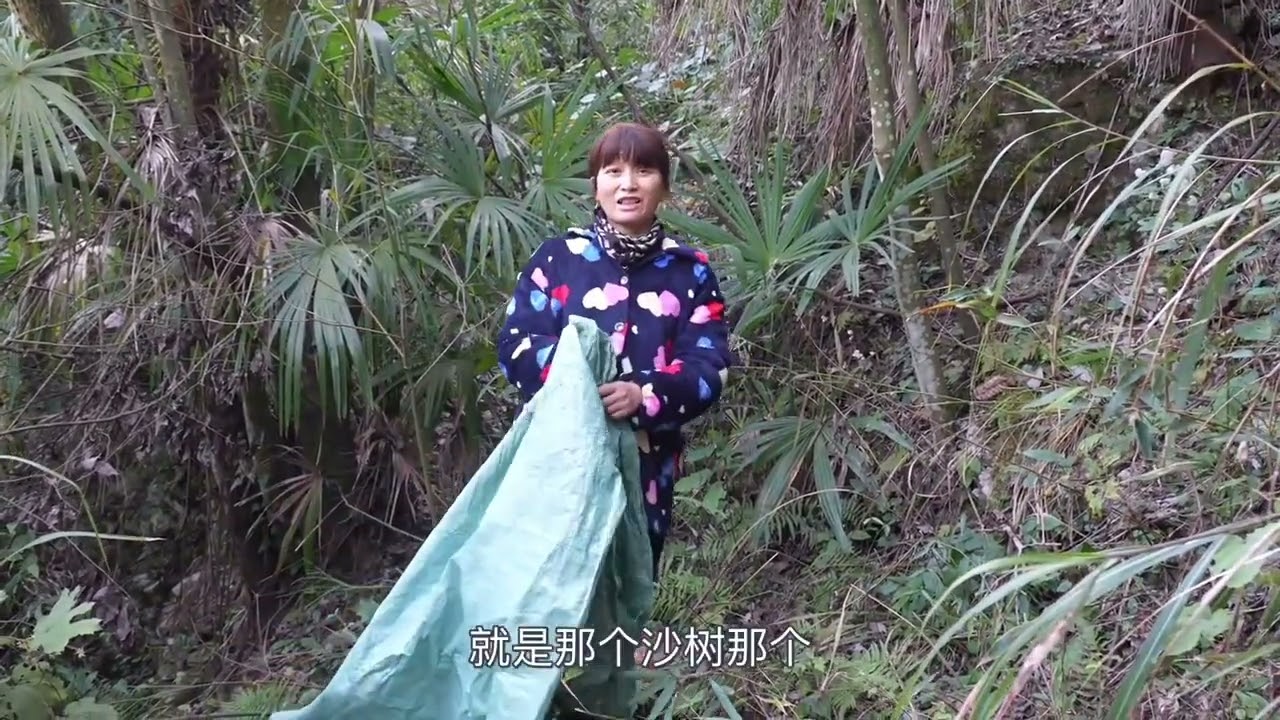 阿英两个摘柿子，摘的是心情，收获的是快乐，这种感觉真好 