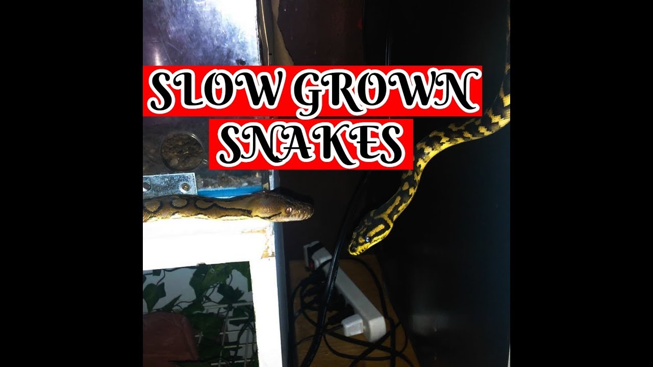 reptile lovers live with 80 snakes Slow Growth With My Snakes