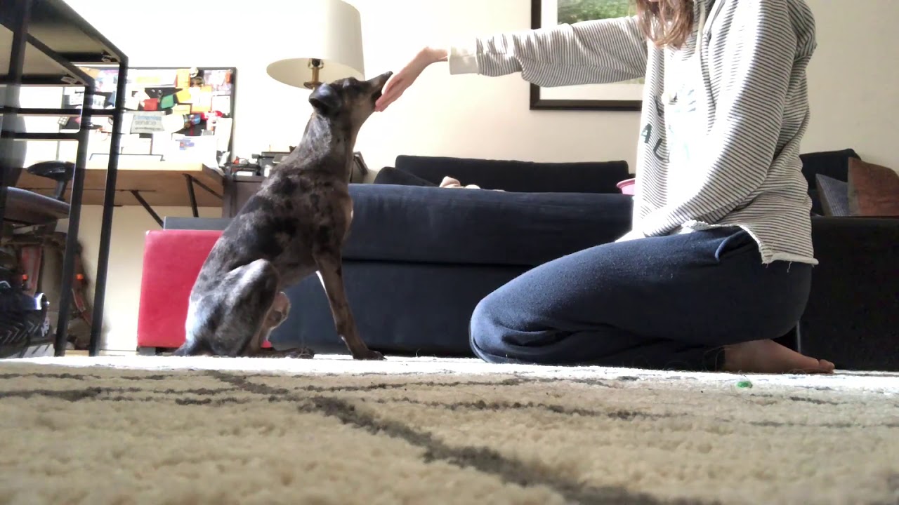 "Chin rest" cooperative care/husbandry exercise being taught by