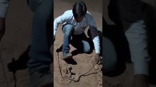 कोबरा पौनिया सांप #viral #trending #snakerescue # Mr Ashok Snaker