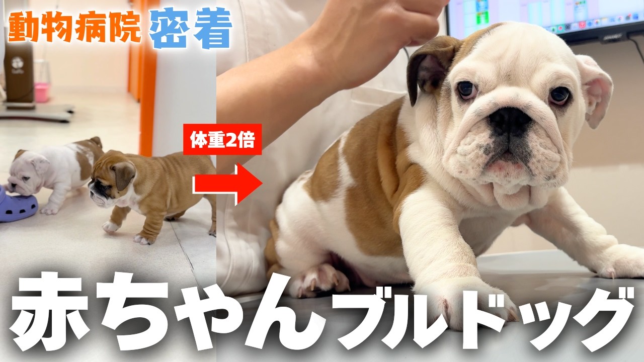 【犬のワクチン】動物病院に子犬が来た！｜診察に密着、獣医たちのリアルな話