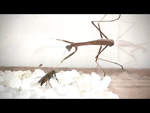 Horse Fly Is Easy Meal For Praying Mantis