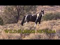 The Daily walk of survival for Wild Horses