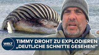WAL-DRAMA: Timmy droht zu platzen! Kadaver stark aufgebläht! Behörden warnen vor Explosion
