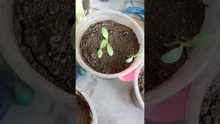 Download Lagu HOW TO GROW CALENDULA PLANT FROM SEED? #FLOWER #PLANT #garden #gardening #farming #WINTERFLOWER MP3 Download Lagu HOW TO GROW CALENDULA PLANT FROM SEED? #FLOWER #PLANT #garden #gardening #farming #WINTERFLOWER MP3