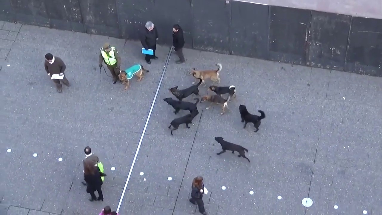 MUST SEE!! POLICE DOG ATTACKED BY PACK OF STRAY DOGS