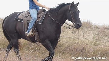 Martin***For info, price, etc., go to our website***ValleyViewRanch.net