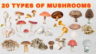 20 Mushroom Names You NEED to Know | Mushrooms | 20 Edible Mushrooms | Mushrooms You Can Eat #facts
