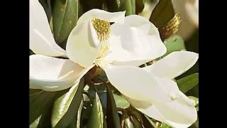 Southern magnolia trees shed dying, yellow leaves