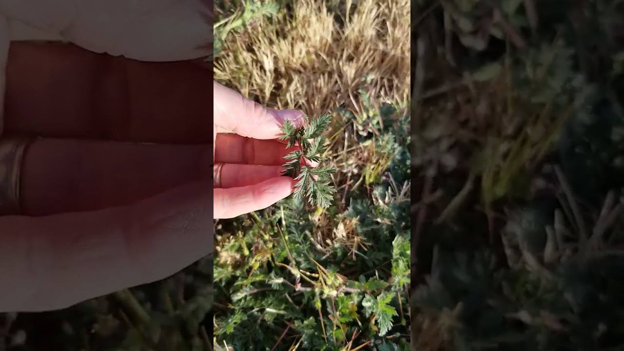 STORK'S BILL WEED/POT HERB