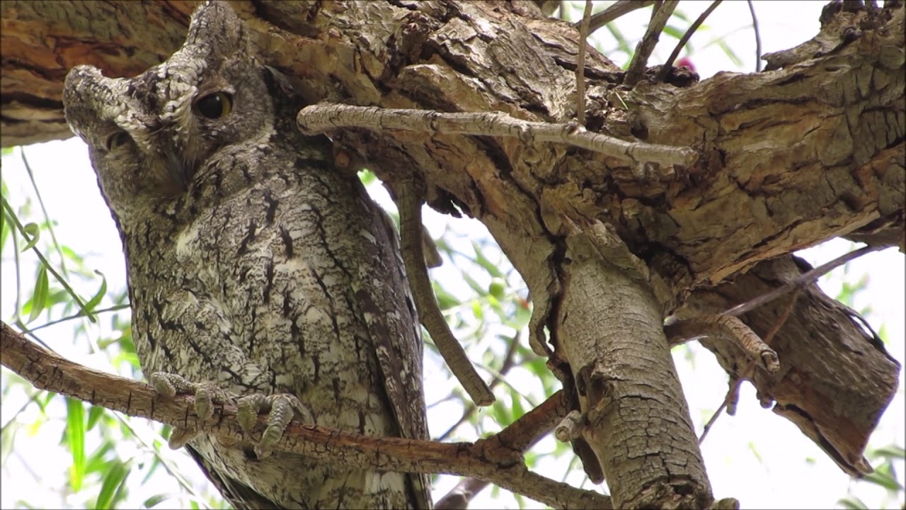 RARE Close Up of SCOPS OWL sitting & resting on the tree branch