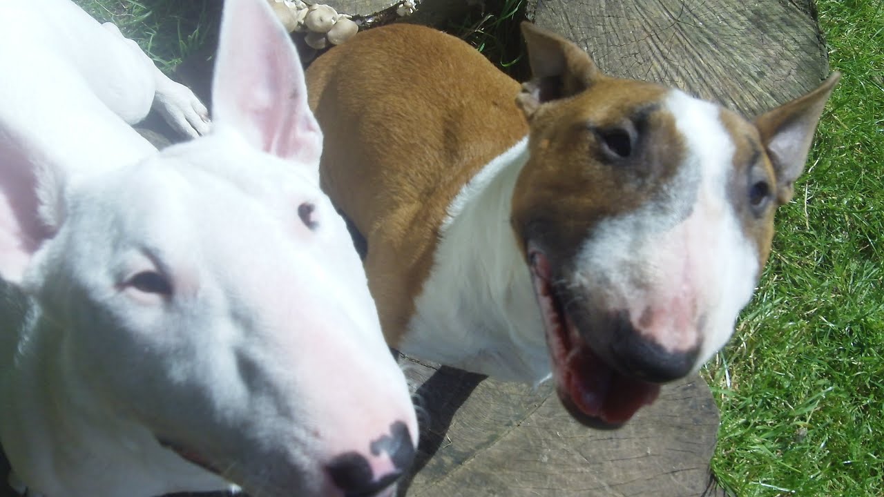 dogtrainersuk-youtube