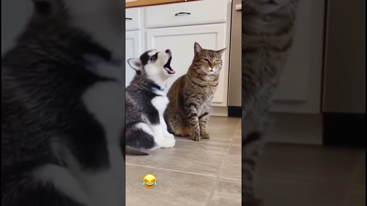 Funny animals || cute animals