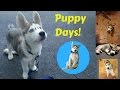 My husky As a Puppy! - Gohan's Puppy Days!