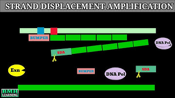 Strand Displacement Amplification | DNA Strand Displacement |