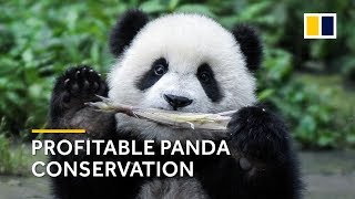 China’s investment into panda conservation yields massive returns