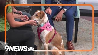 Petline9 | Blinko needs a forever home