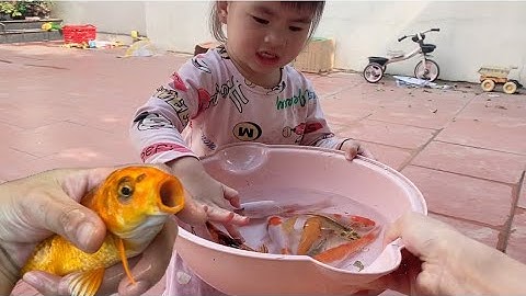 Vui học cùng bé-bắt cá koi đủ màu sắc:vàng,đỏ,đen,cam…xinh đẹp cùng bé sam sam nha