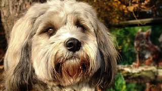 Tibetan Terriers TOP 1O FACTS