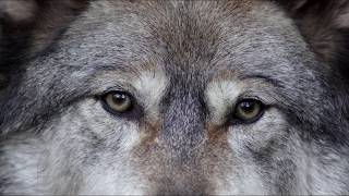 WOLF - Remembering Odin