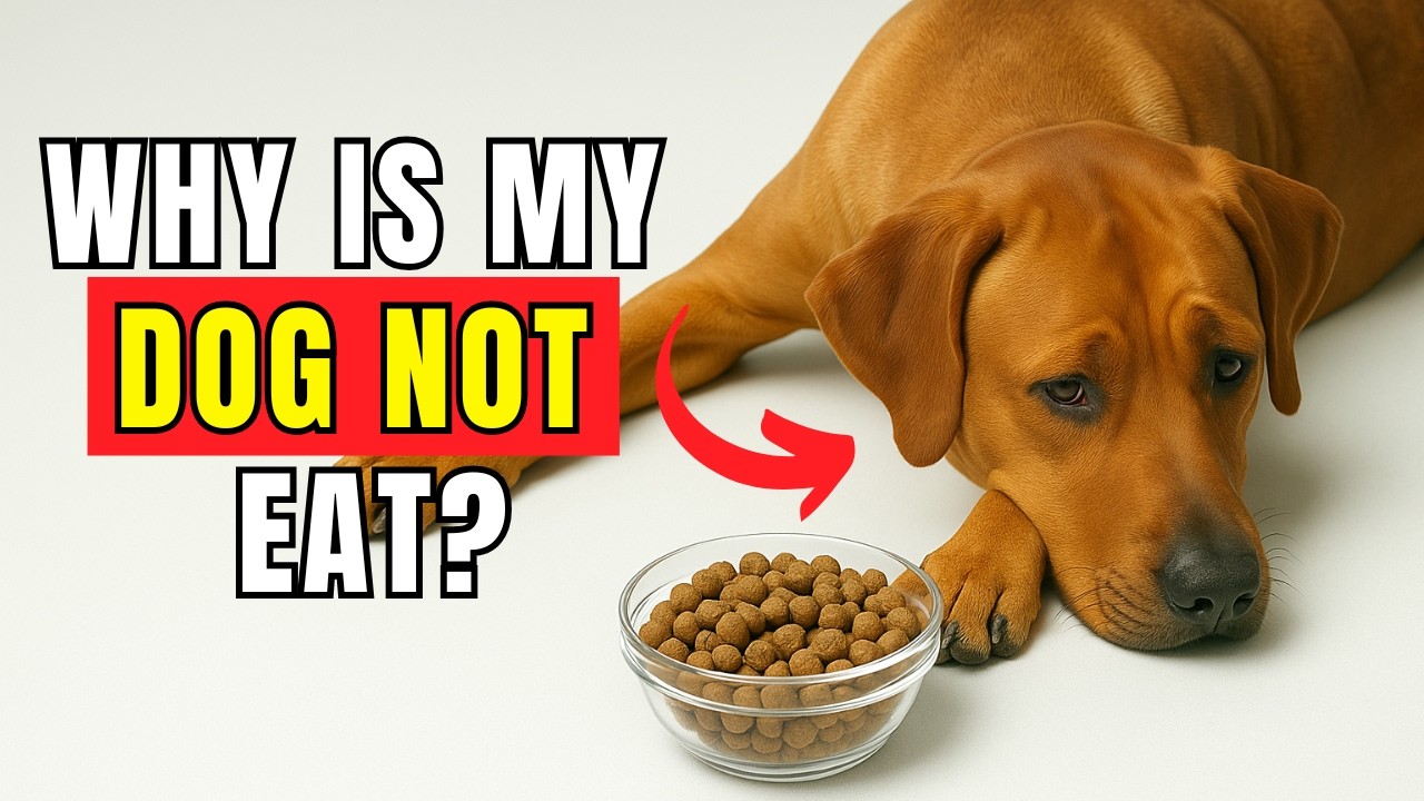 WHAT TO DO When Your DOG STOPS EATING Or DRINKING HOME REMEDIES You what-to-do-when-your-dog-stops-eating-or-drinking-home-remedies-you