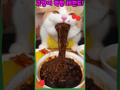 고양이먹방레전드#고양이입맛실화냐#짜장면김치완벽조합!?#오늘점심짜장면낙찰!#짜장면냥이#냥이입맛#고양이유머#냥스틸러TV #funnycat#shortsviral#소라2#sora2