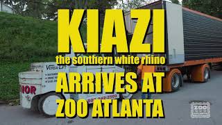 Kiazi the Southern White Rhino Arrives at Zoo Atlanta