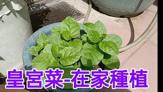 皇宮菜-在家種植分享(208)-口木呆-呆呆過生活 