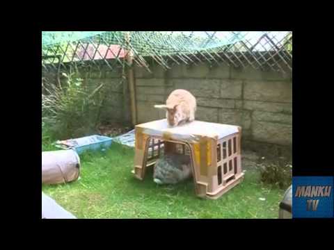 Funny Bunny Compilation