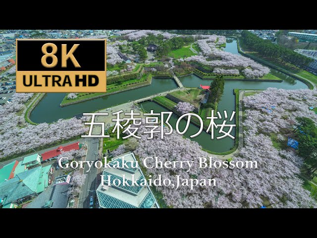 国産品 Fort 五稜郭の桜 8K60P] Goryokaku ,Hokkaido Blossom Cherry 弦楽器